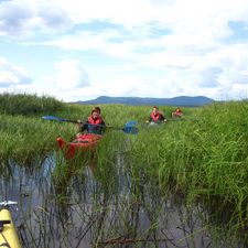 Sea Kayak Grass Paddle Photo Love Rynbäck